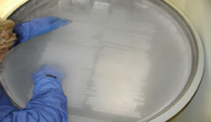 Stem Cell Cryopreservation